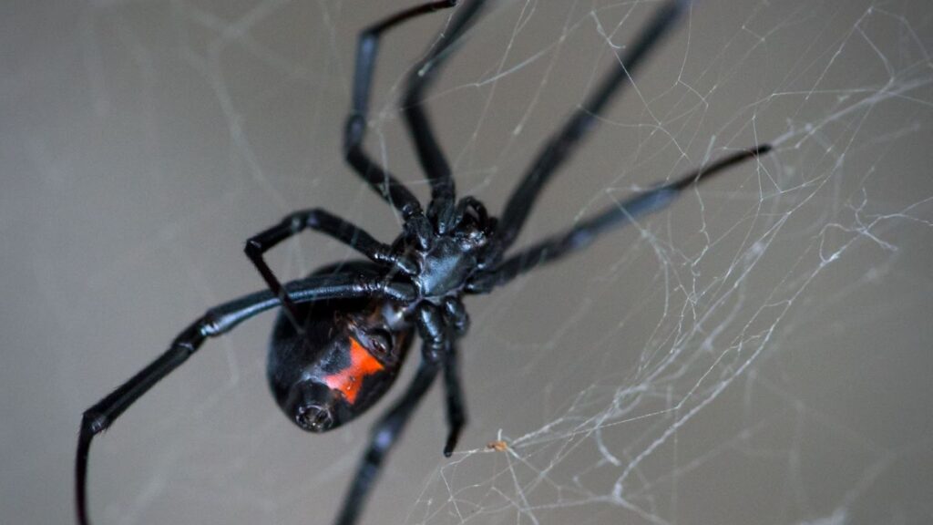 Black widow spider