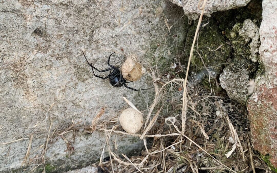 black-widow-egg-sacs