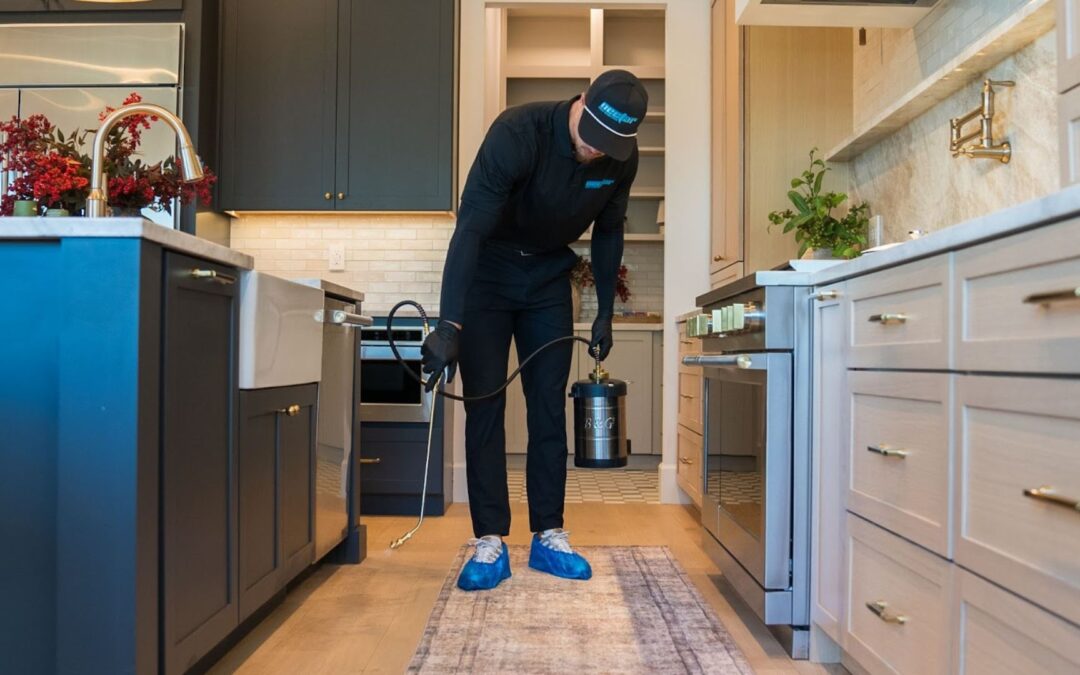 How to Get Rid of Spiders in AZ