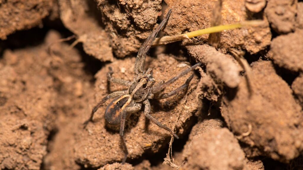 Wolf spiders