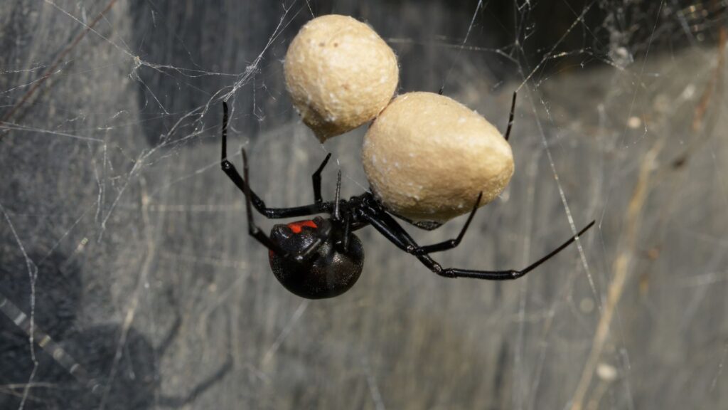 Black widow eggs in their spider nest