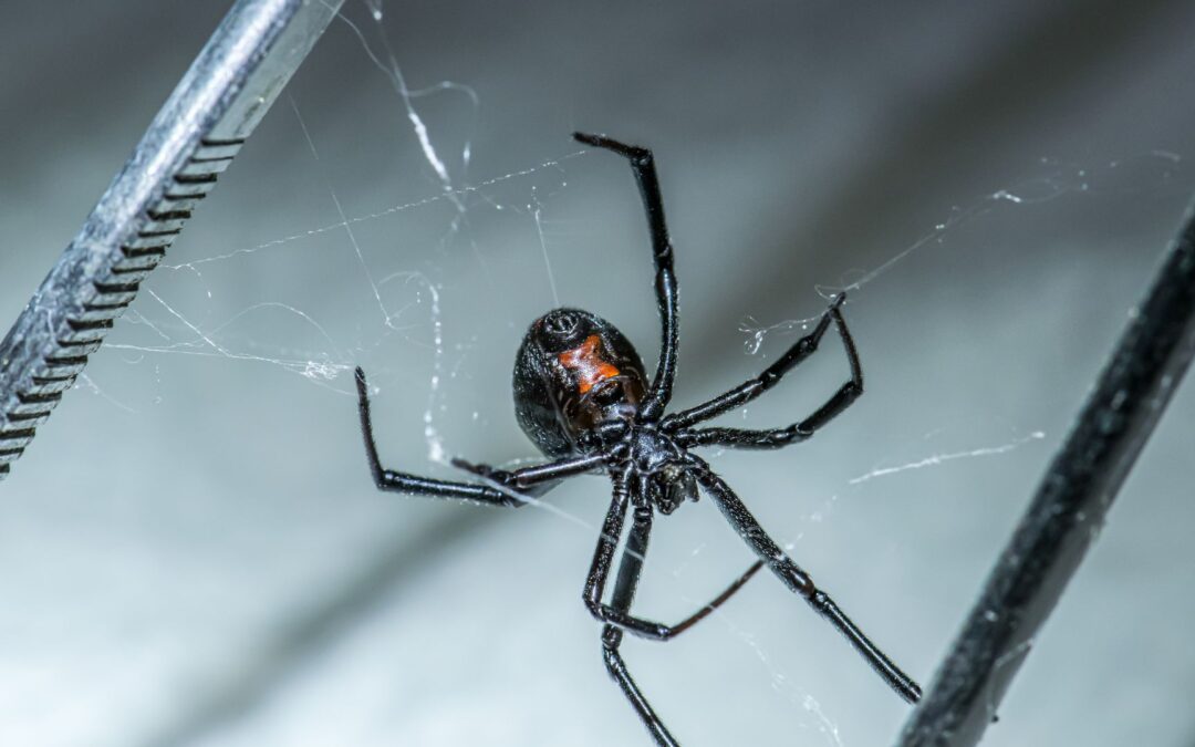 How to Get Rid of Black Widows