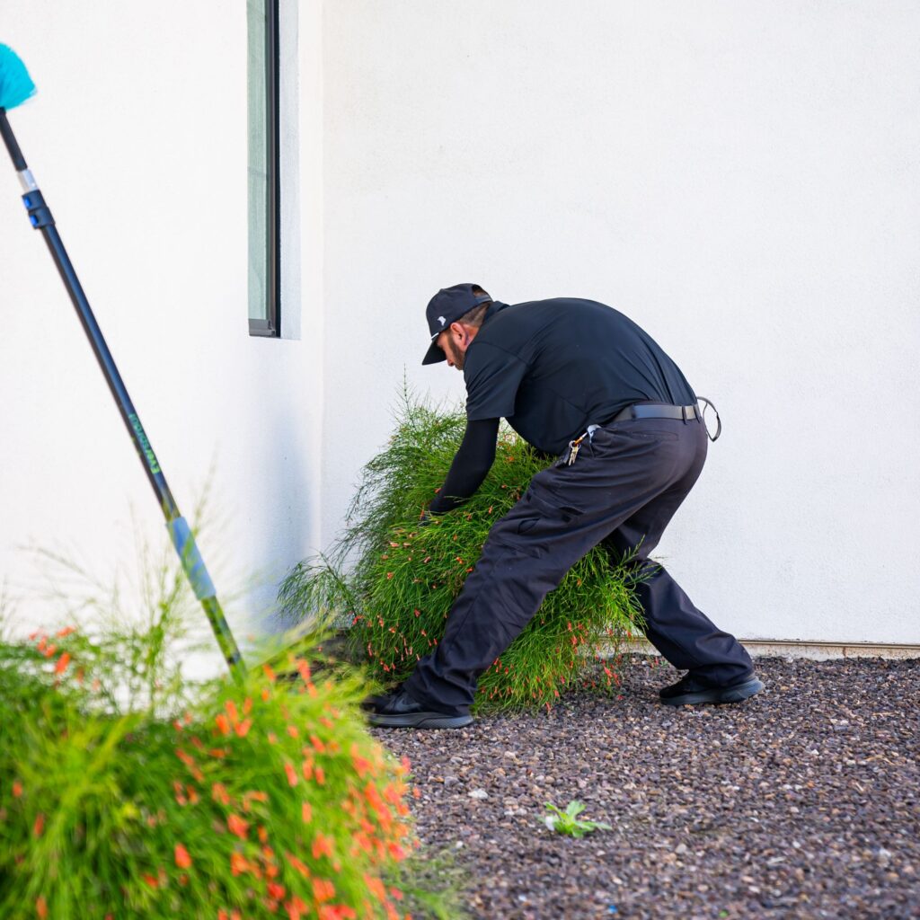 Nectar black widow extermination services