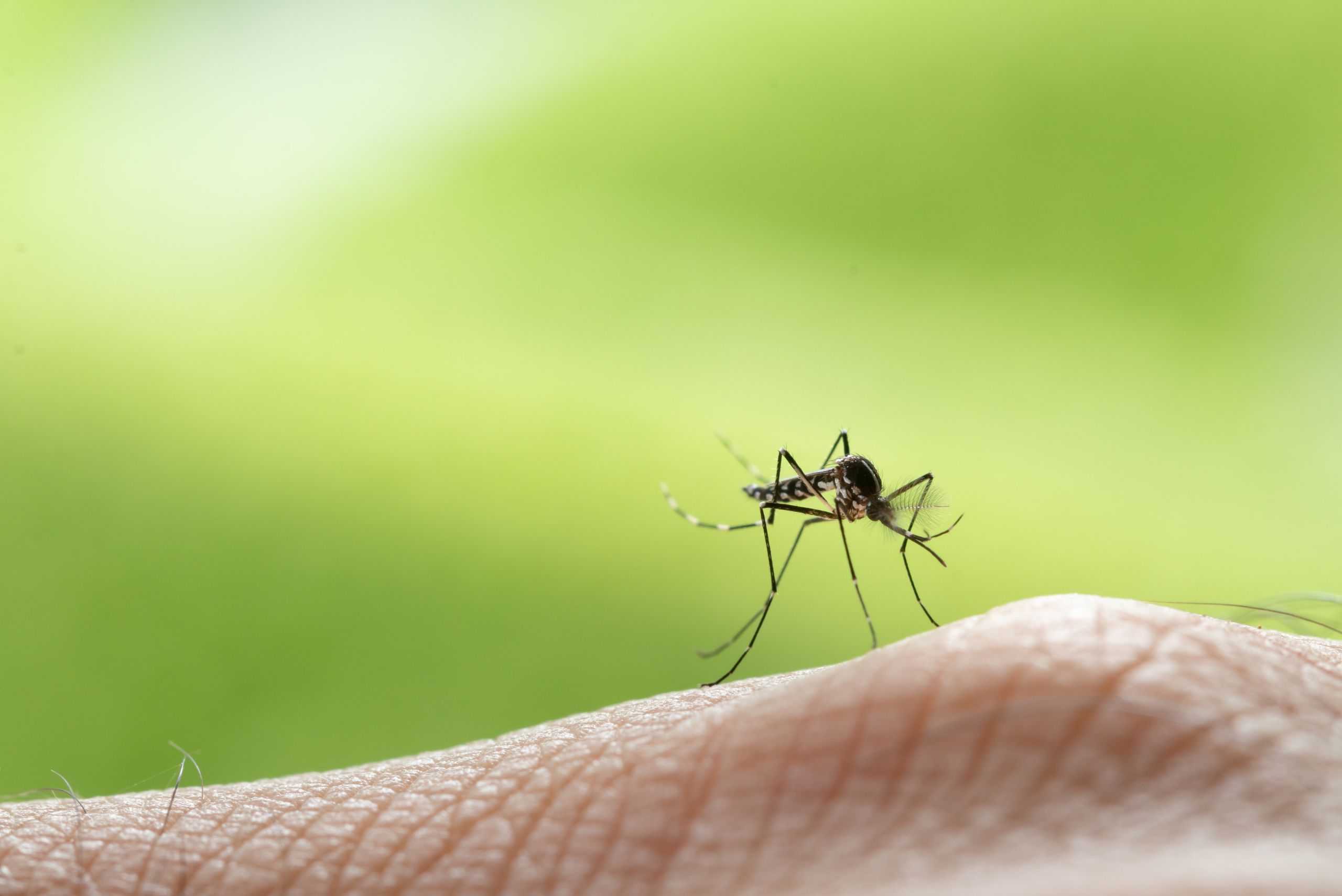 mosquito