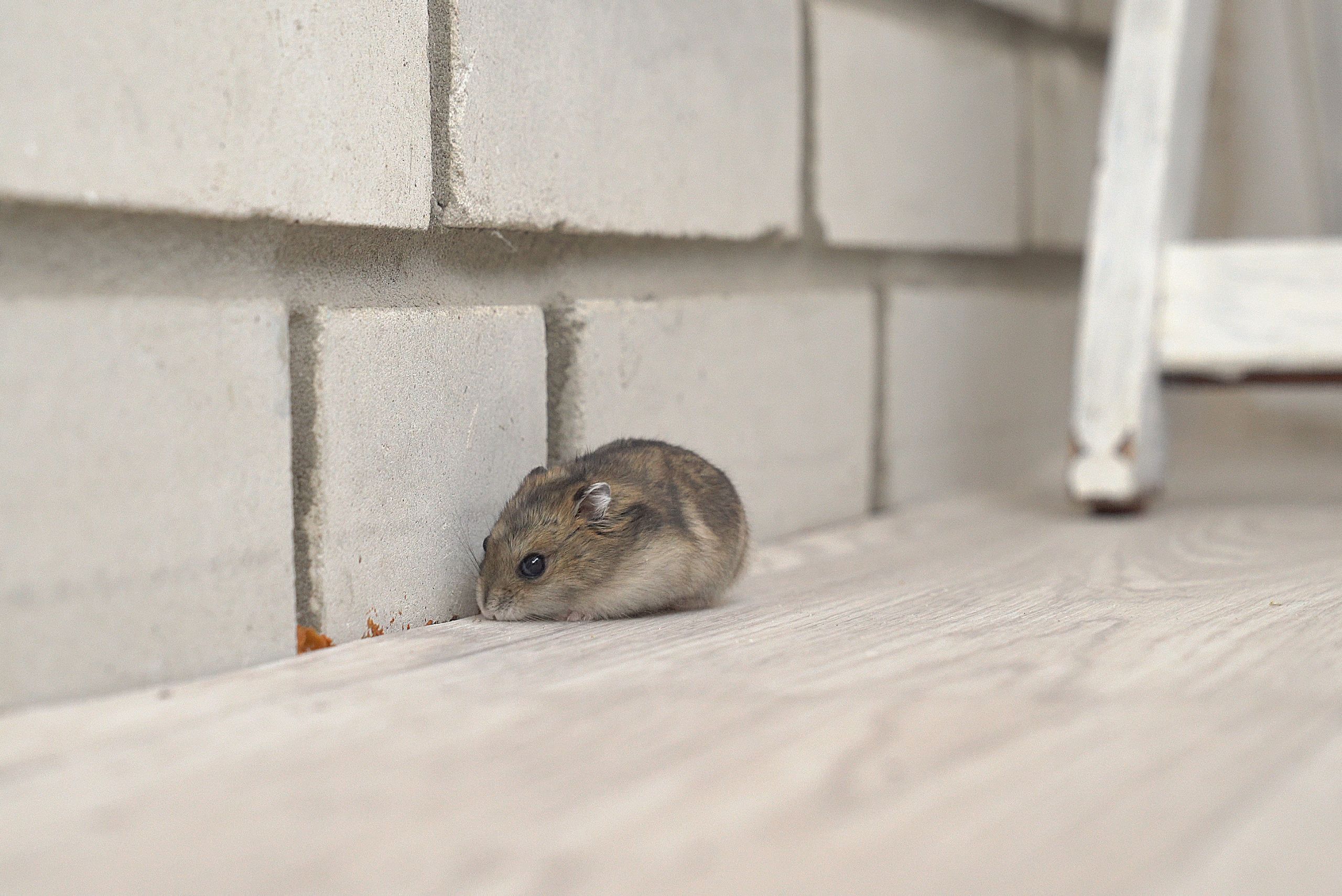 rodent