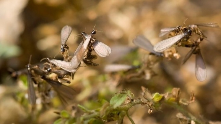 Why Termites Swarm After Arizona Monsoon Rains