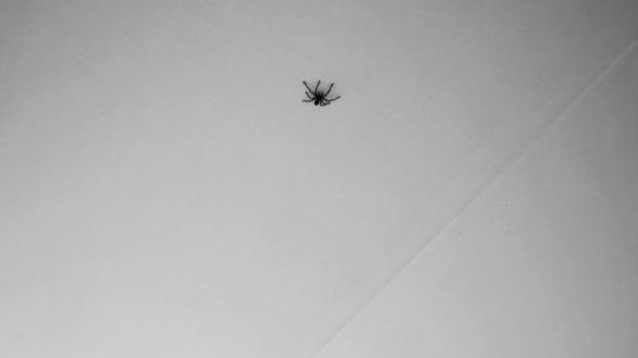 Why Wolf Spiders Enter Arizona Homes in the Fall